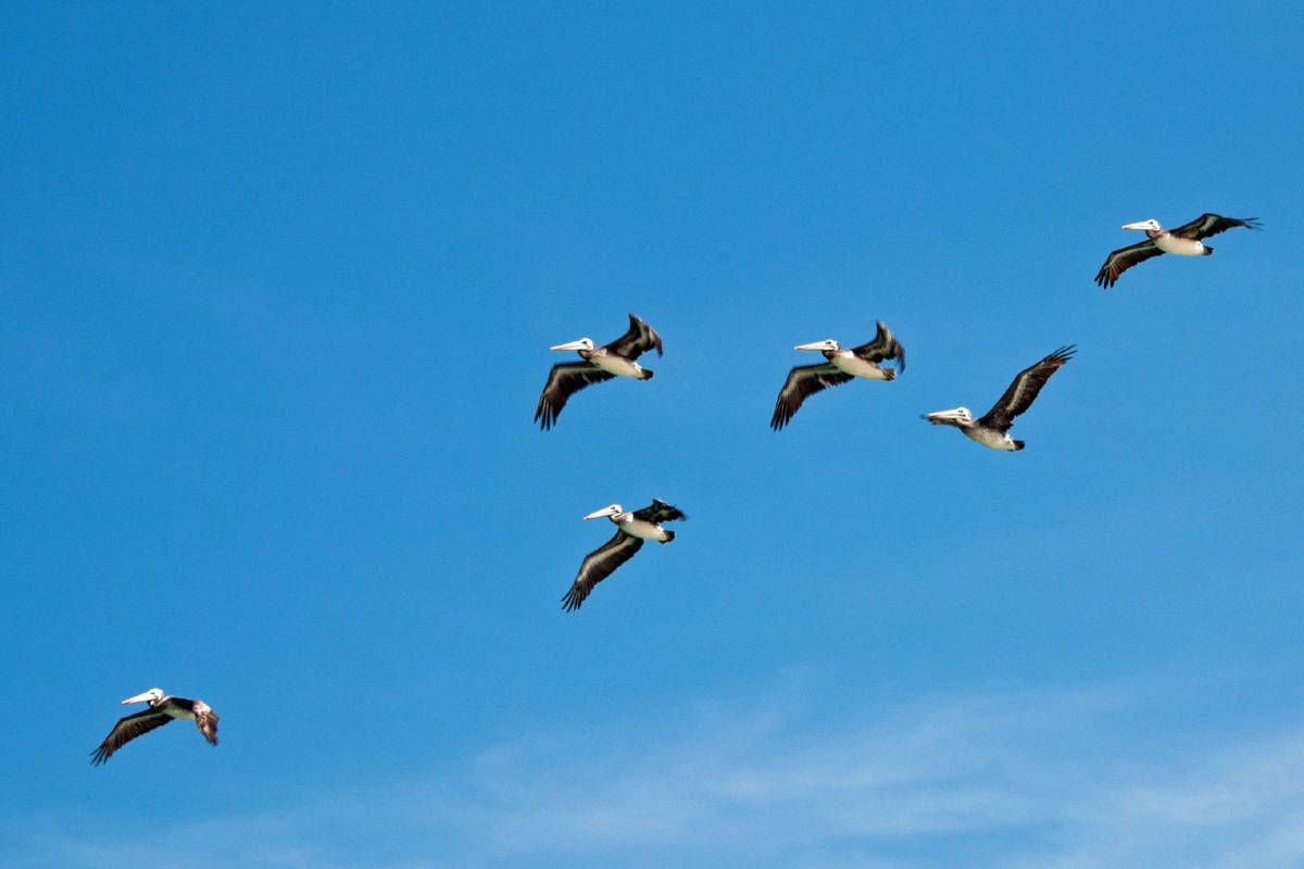 Pelicans, Islas Balestas, Peru