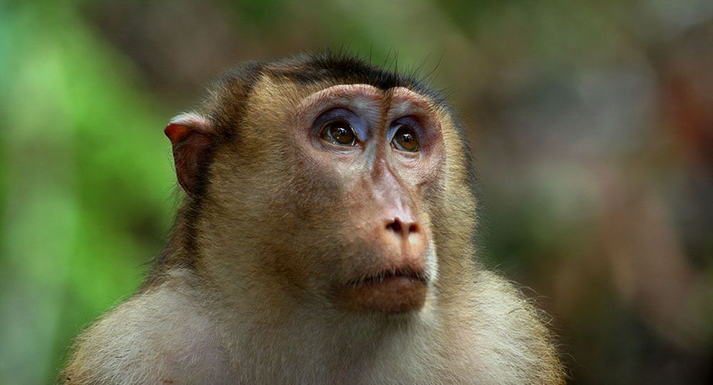 Picture of small monkey in Borneo