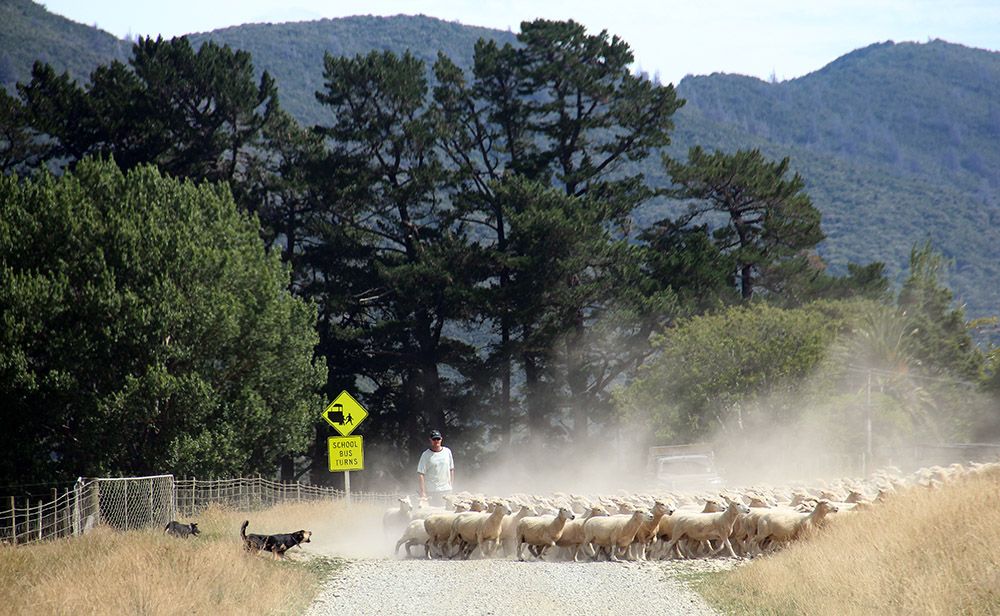 Sheep dog, New Zealand