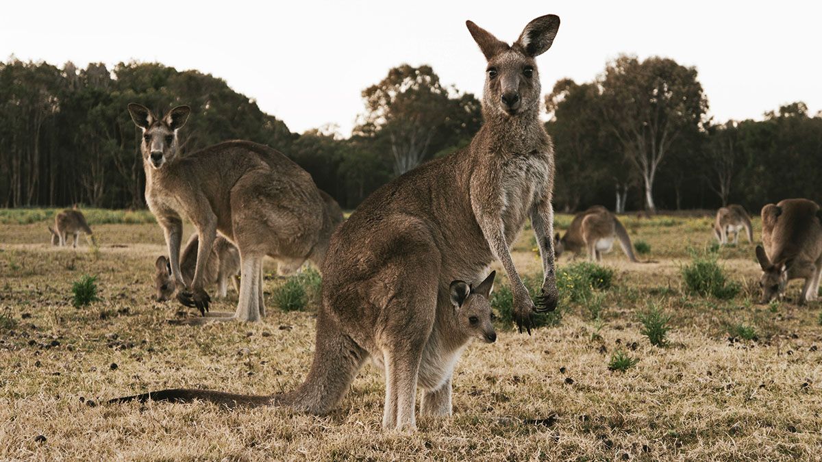Kangaroo, Australia