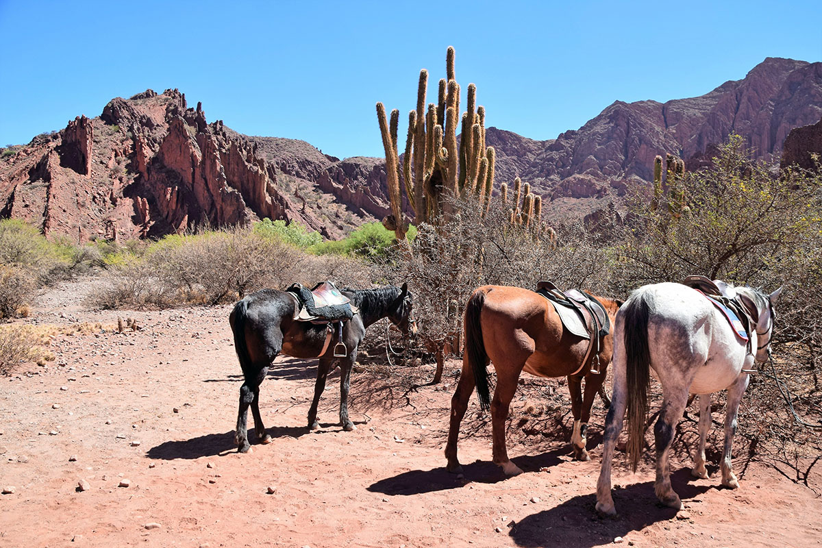 Resting horses with cacti during the Tupiza triathlon