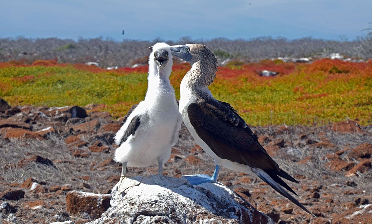 Special animals on the Galapagos Islands – 