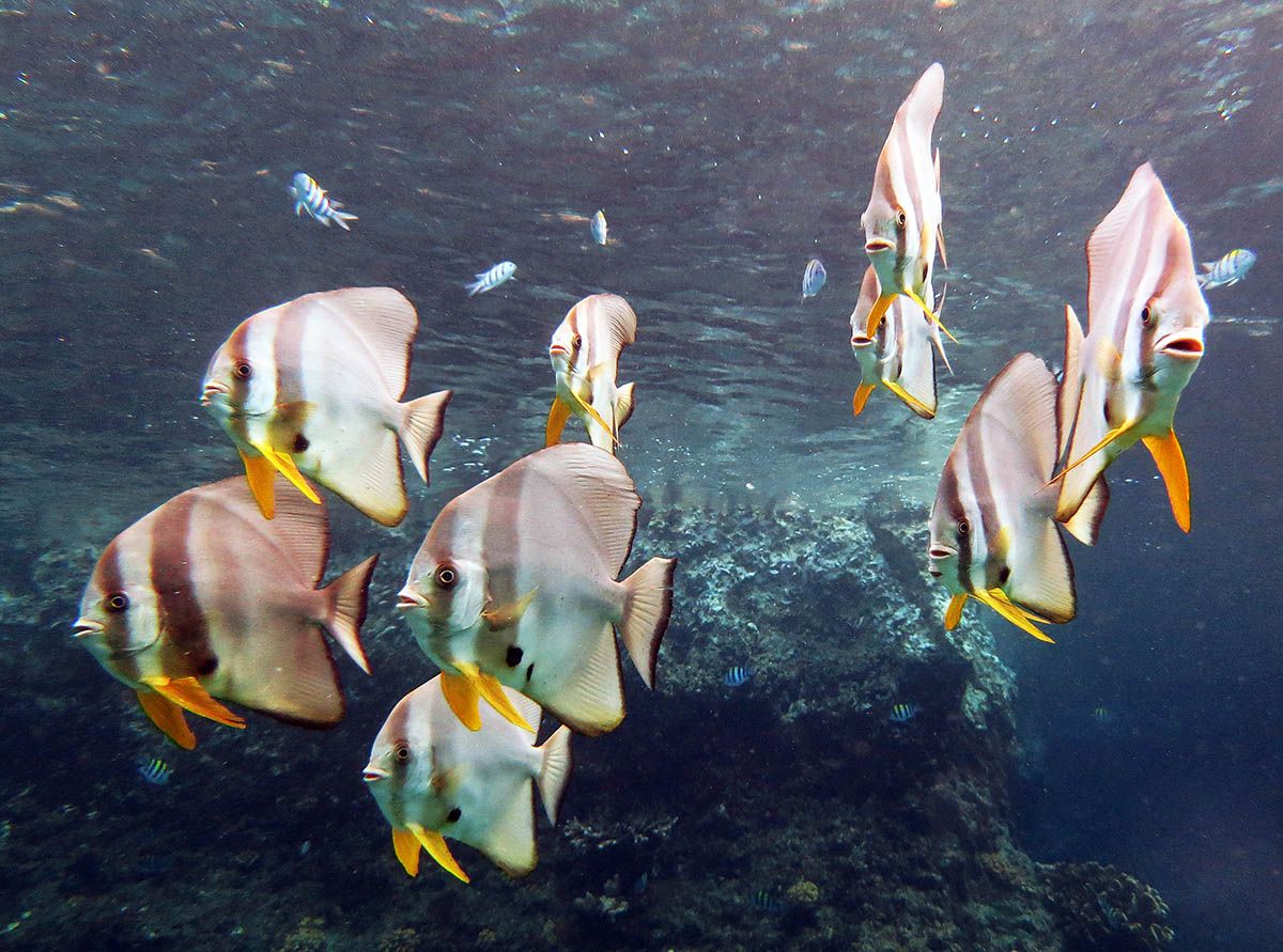 bat fish in Raja Ampat, Indonesia