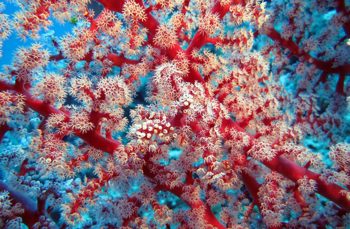 Soft corals in Raja Ampat, Indonesia