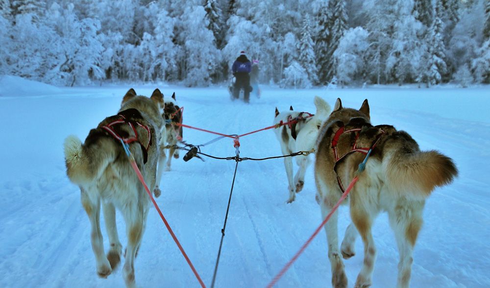 dog sledding in Finnish Lapland