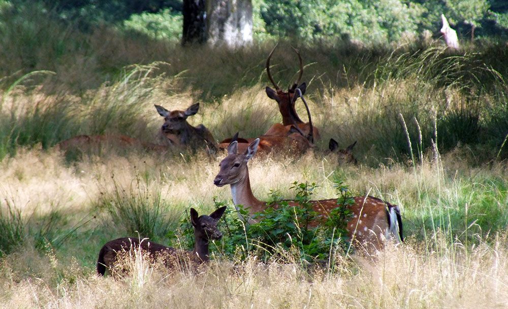 Deer in NP Veluwe, the Netherlands