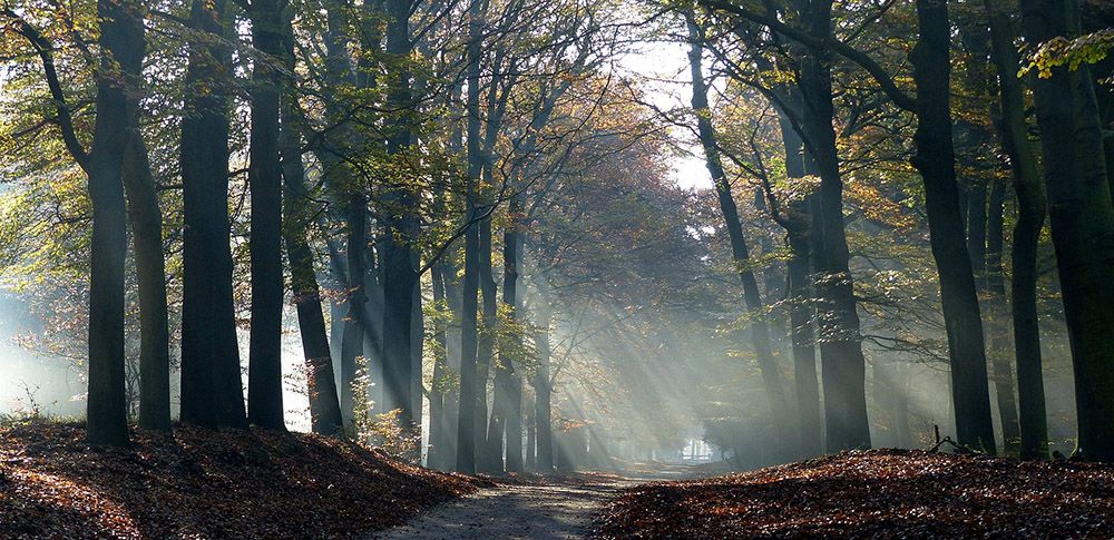 Hiking in Hoge Veluwe NP