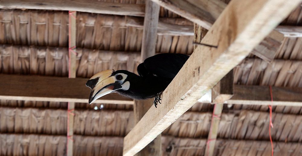 Exotic, tropical bird on Phuket, Thailand