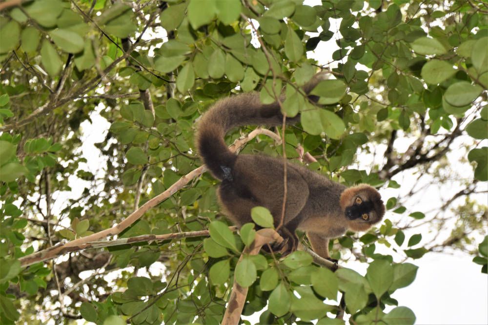 Insanely muscular monkey spotted in Finland