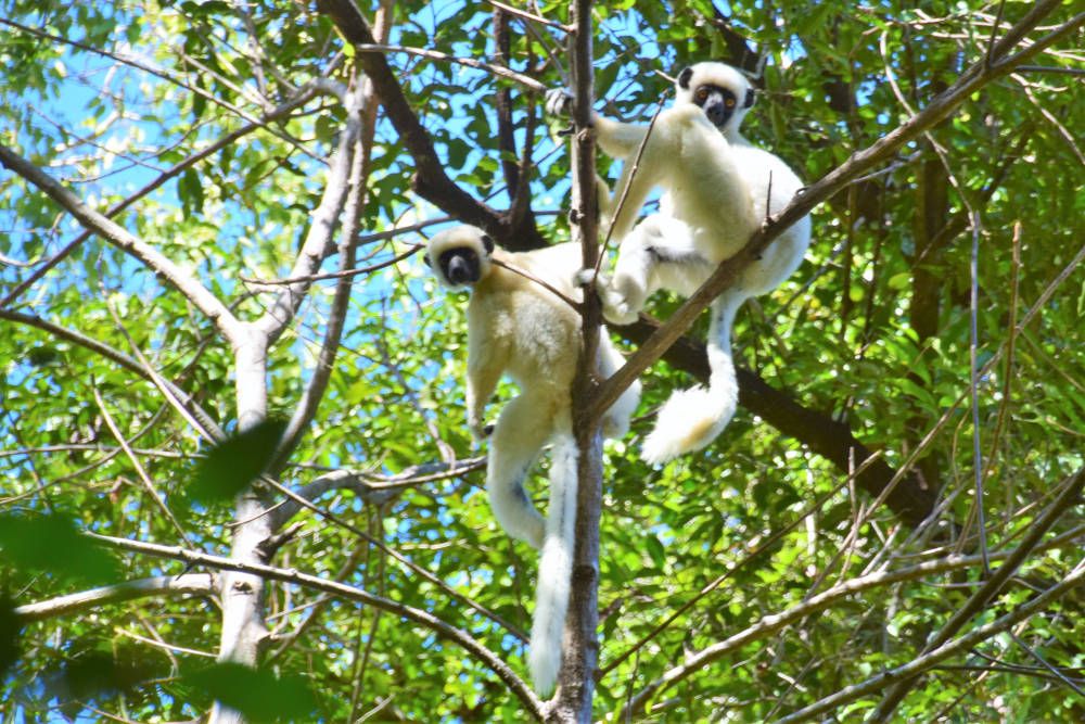 lemurs in Small Tsingy de Bemaraha