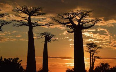 Allée des Baobabs, Madagascar