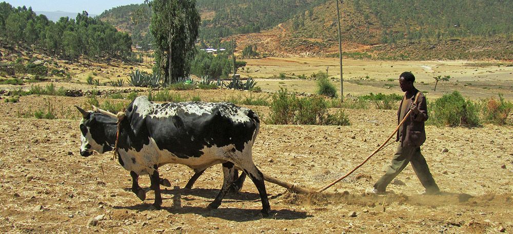 Farmer and his plough