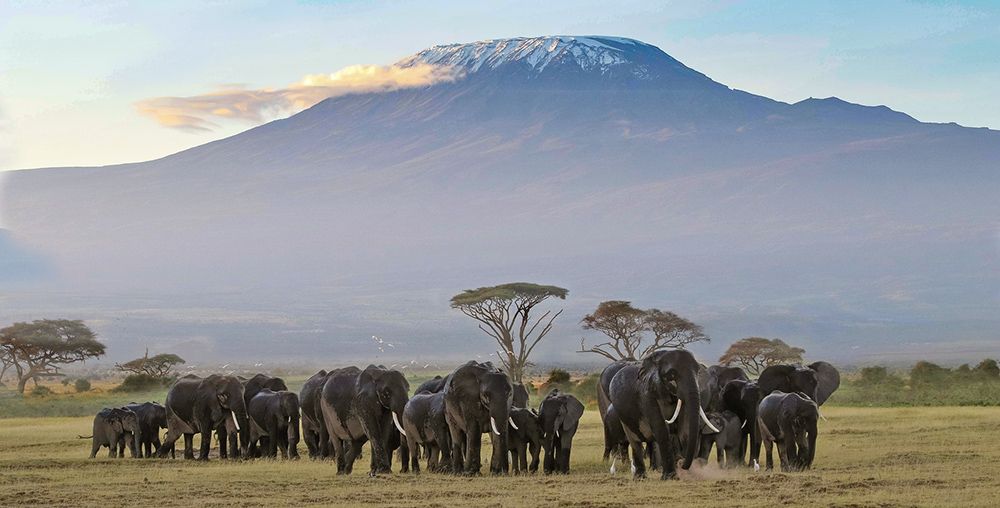 savanna in Kenya, East Africa