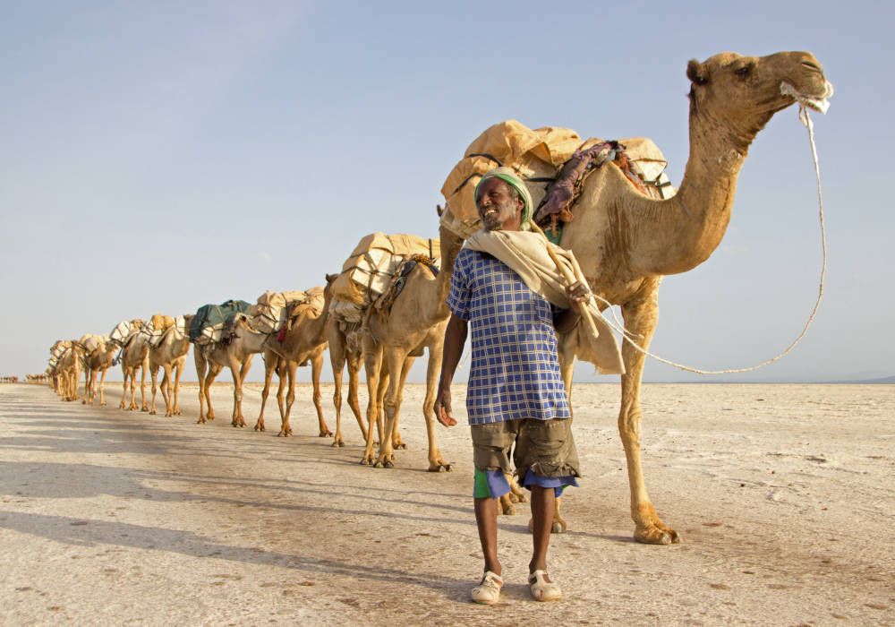 Camels in Ethiopia