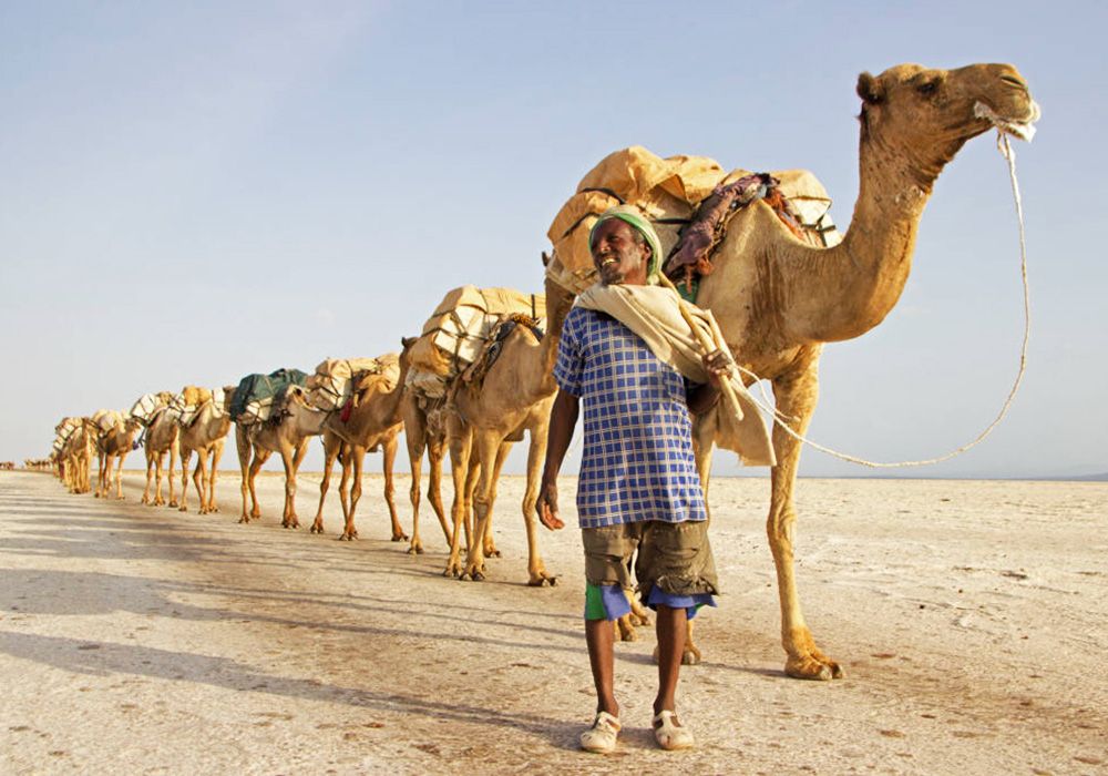 Camels at the Danakil Depression