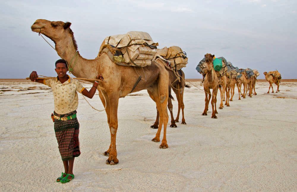 Camels at the Danakil Depression, Ethiopia