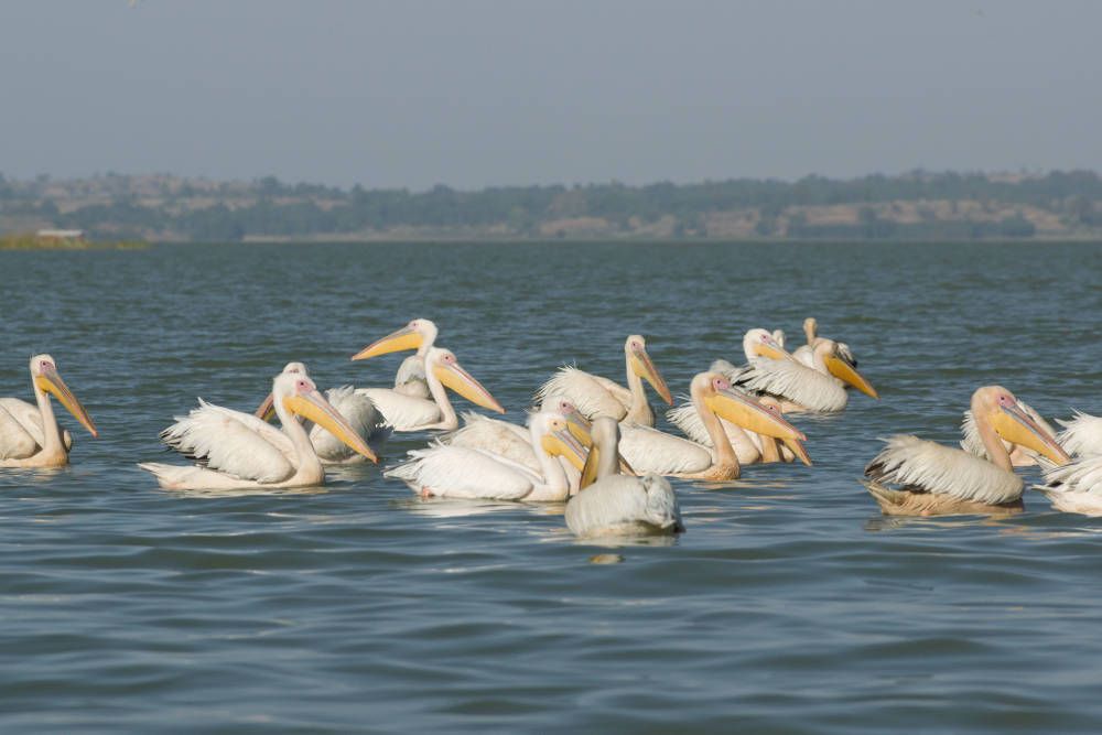 Pelicans in Northern Ethiopia