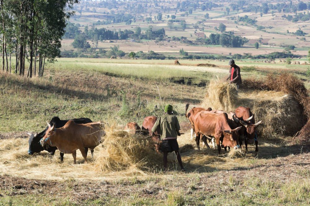 Harvest at Lalibela, Ethiopia