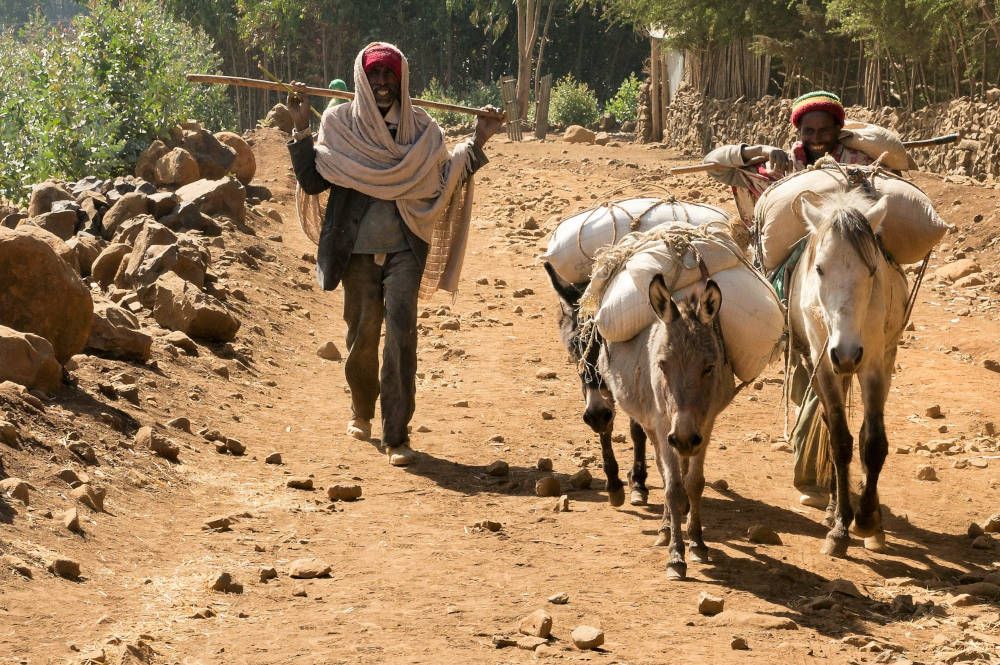 Herdsmen and their donkeys at Lalibela, Ethiopia