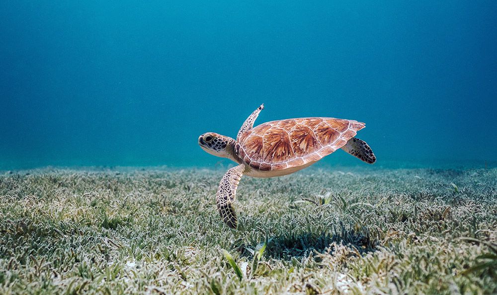 turtle in Aruba