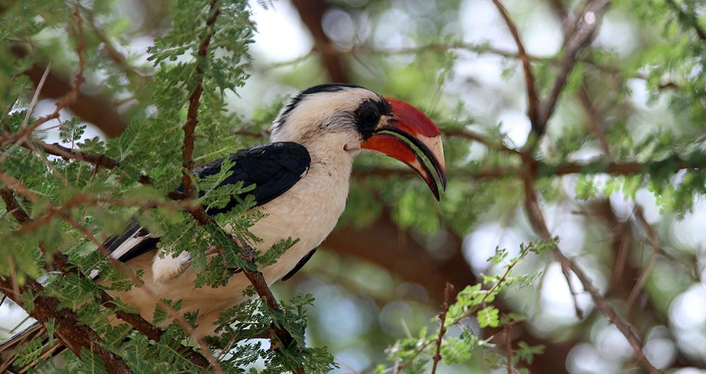 bird in Ruaha National Park, Tanzania