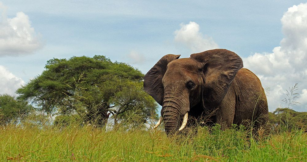 Elephant in Tarangire NP, Tanzania