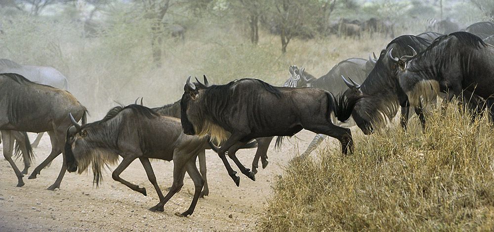 migration of wildebeest in Serengeti