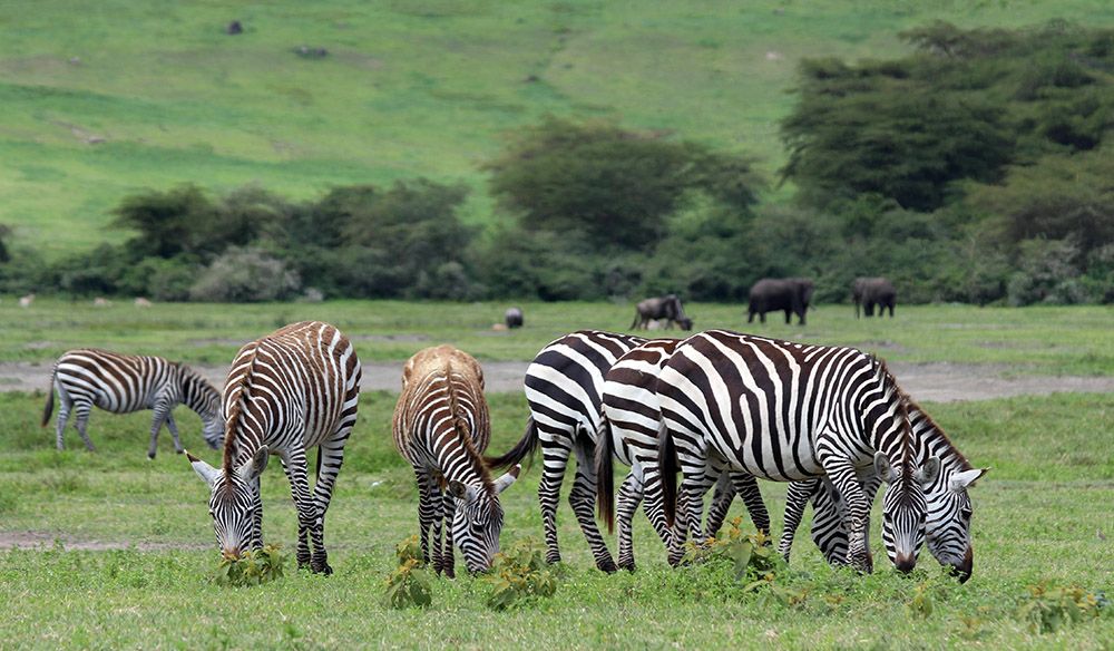 Zebras in Ngorongoro Nature Reserve, Tanzania