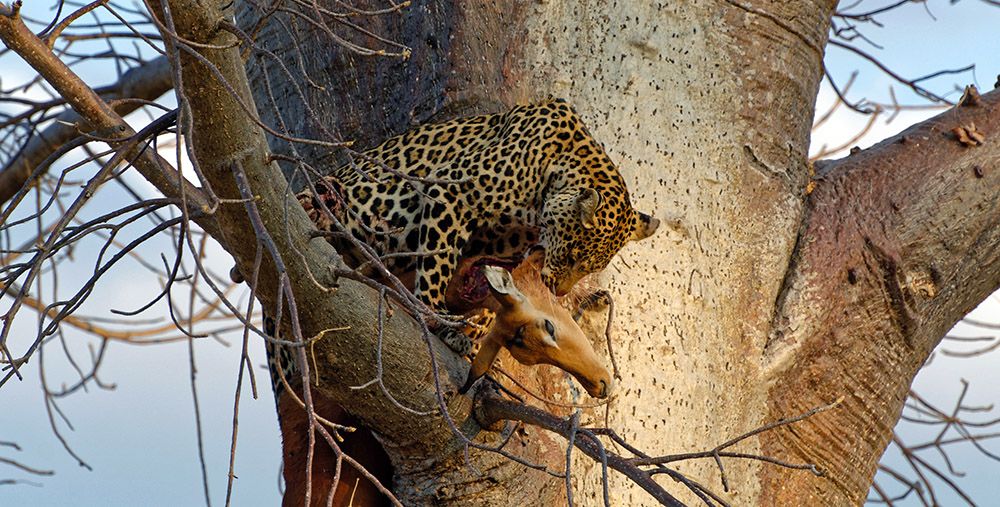 leopard in Ruaha