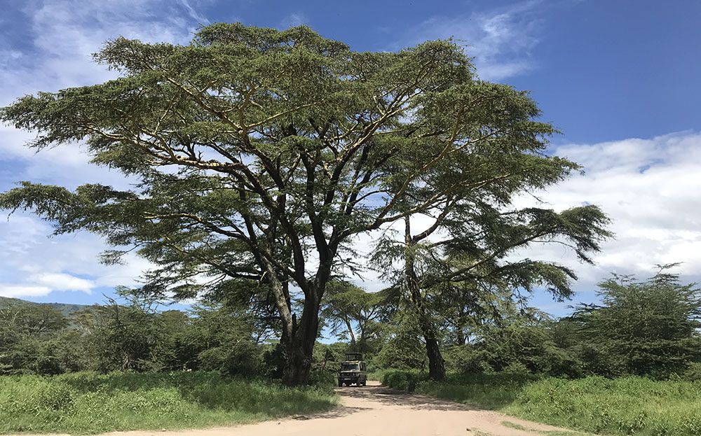 safari truck in Ngorongoro