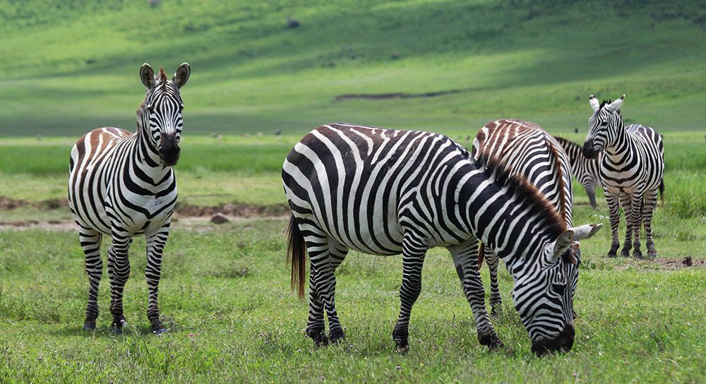 Zebras in Ngorongoro