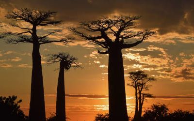 Allée des Baobabs, Madagascar’s most famous road