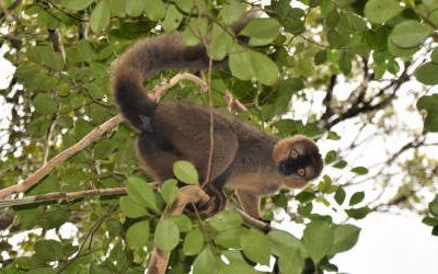 Ranomafana National Park, the tropical rainforest