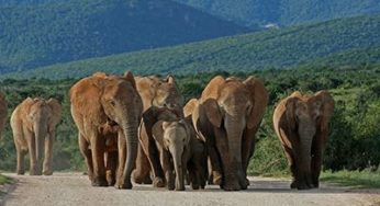 Addo Elephant National Park