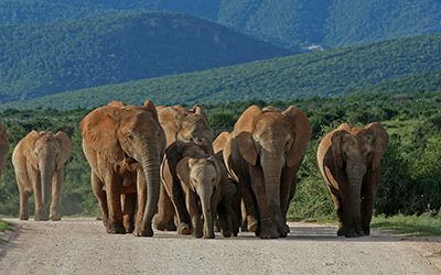 Addo Elephant National Park