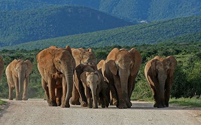 Addo Elephant National Park