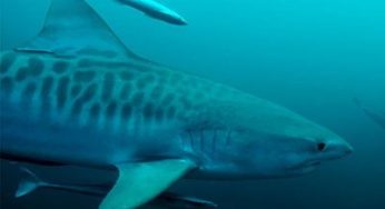Diving with tiger sharks in Durban