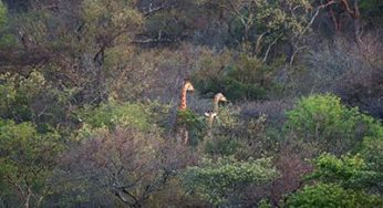 Hot air balloon ride above the Hoedspruit wilderness
