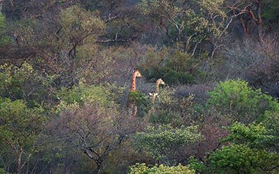 Hot air balloon ride above the Hoedspruit wilderness