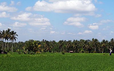 Through the Ubud rice fields with an e-Bike