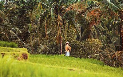 The emerald green Sawahs of Bali