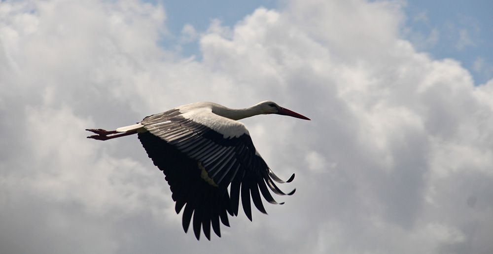 Stork in national park Weerribben, the Netherlands