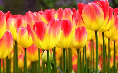 Keukenhof and the bulb-growing area