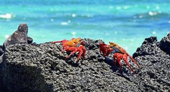 Special animals on the Galapagos Islands