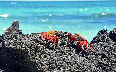 Special animals on the Galapagos Islands