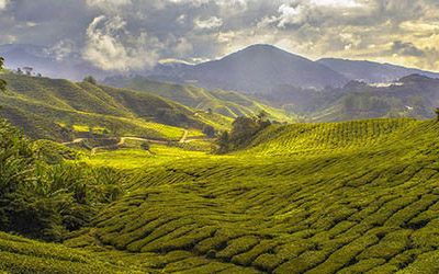 Tea plantations in the Cameron Highlands