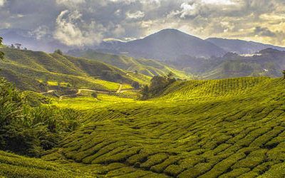 Tea plantations in the Cameron Highlands