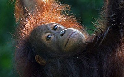 Visiting the orangutans of Sepilok