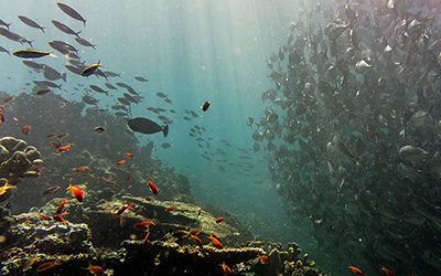 Diving at Sipadan – Malaysia