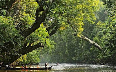 Hiking in the Taman Negara National Park